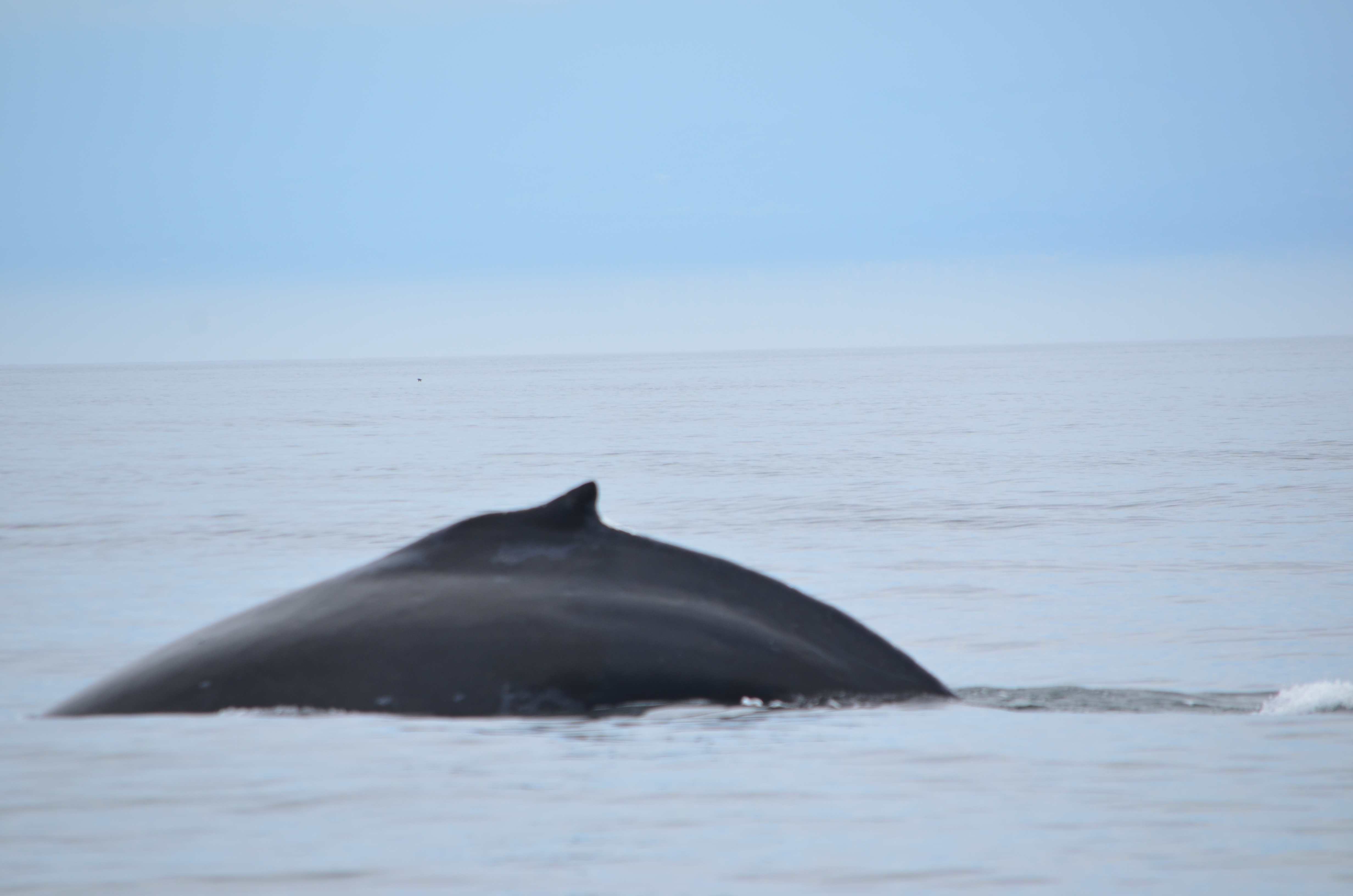 photos/wildlife/Mammal_Species/Humpback Whale/DSC_0112.JPG